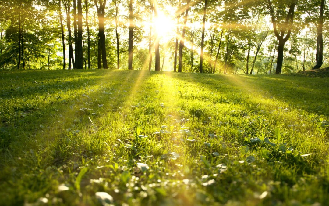 spring forest