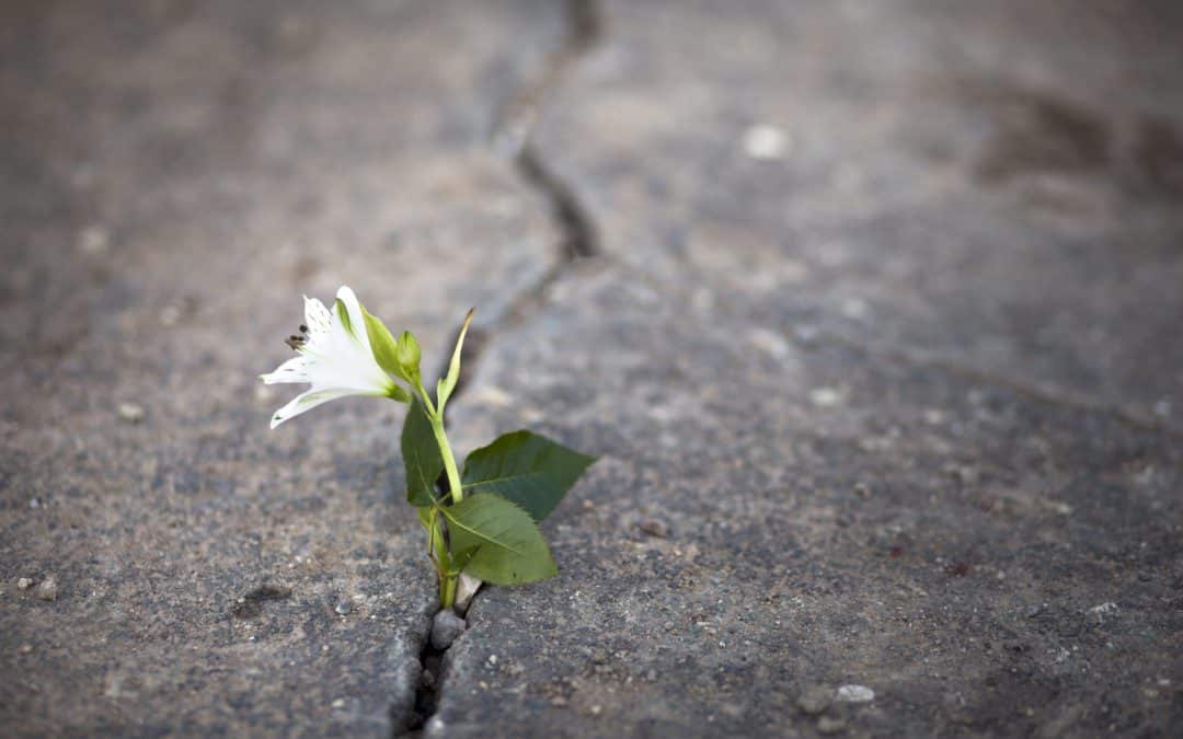 white flower
